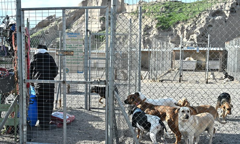 Σαντορίνη: Εθελοντές συνεχίζουν να φροντίζουν τα αδέσποτα